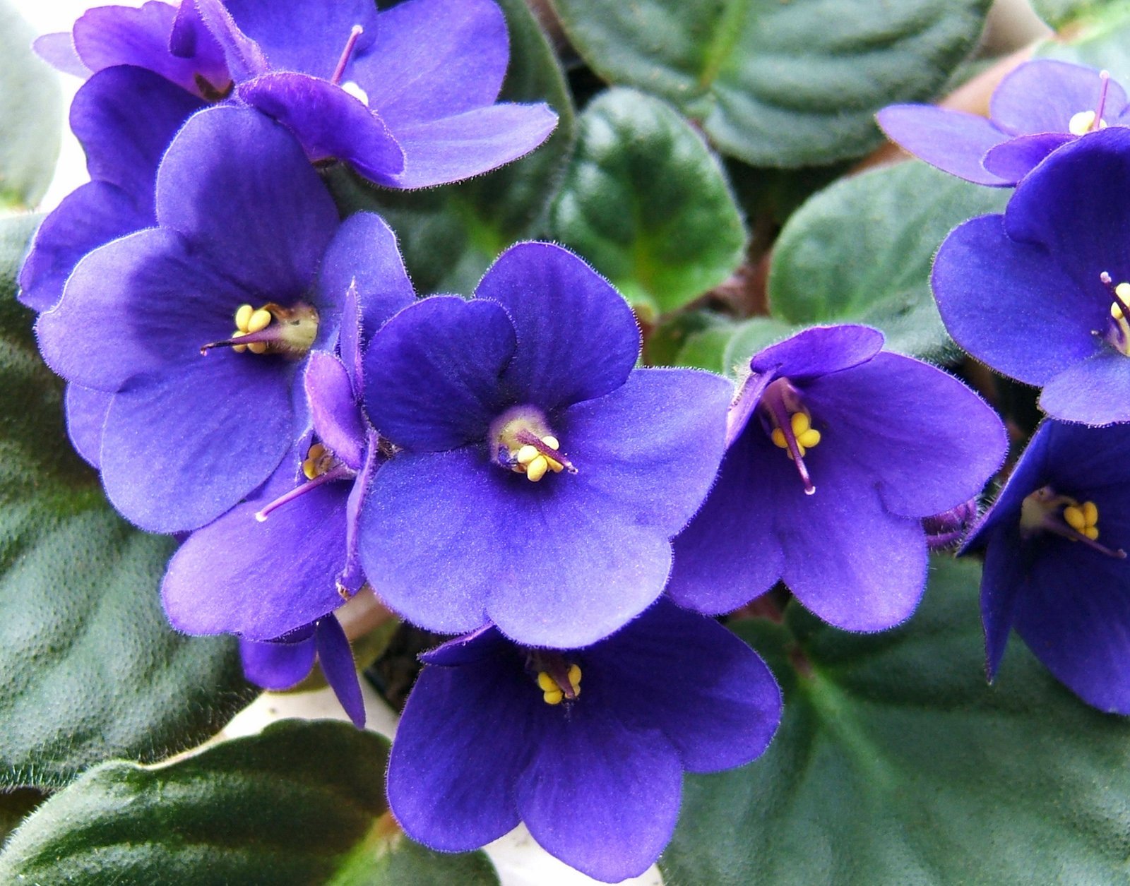 violet